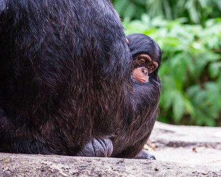 Baby chimpanzee pouting as it&rsquo;s being held in its mother&rsquo;s lap in a timeout at the St. Louis Zoo in St. Louis, Missouri 