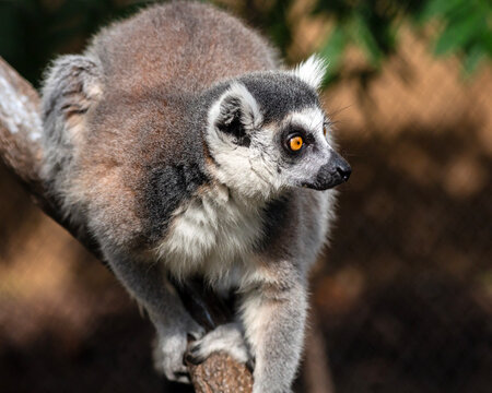 Ring-tailed lemur playing at the St. Louis Zoo in St. Louis, Missouri