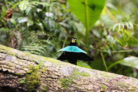 Vogelkop lophorina (Lophorina superba), formerly part of the superb bird-of-paradise complex, is a species of passerine bird in the bird-of-paradise family Paradisaeidae.