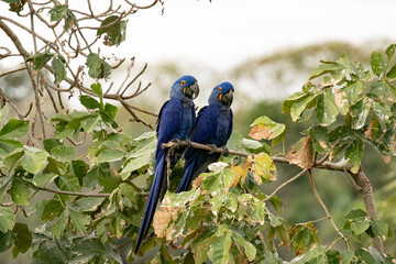 Hyacinth macaws on a branch © Vicky