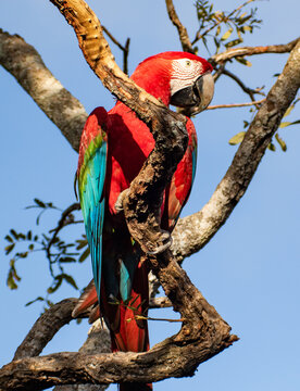 Red and Green Mccaw