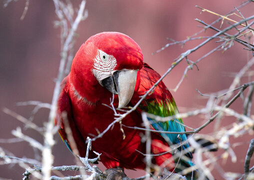 scarlet macaw parrot