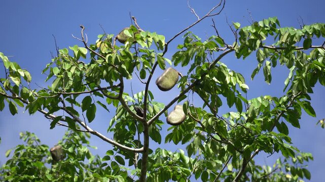 Unripe pod mahogany fruits on tree, locally known in Thailand as Makha Mong. Scientific name is Afzelia xylocarpa (Kurz) Craib