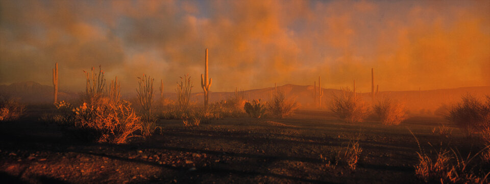 Desolate desert landscape with succulent plants during sunset under a sky wih clouds. 3D render.
