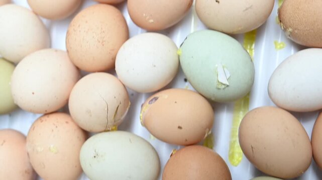 Raw Chicken Eggs and Salmonella Outbreak Concept