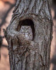 Fototapeta premium Eastern Screech-owl perched at sunset
