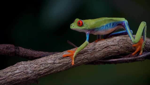 red eyed tree frog amphibian tree frog move on branch in jungle feel wild and exotic for wildlife conservation project