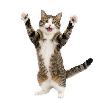 Excited tabby cat standing on hind legs with paws up isolated on transparent background