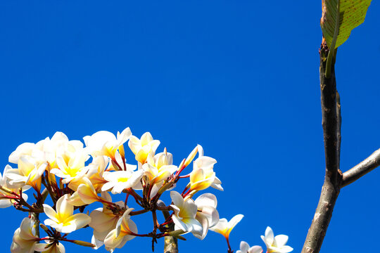 White Frangipani Flowers Blooming Against Vibrant Blue Sky