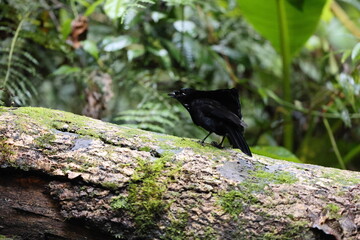 Fototapeta premium Vogelkop lophorina (Lophorina superba), formerly part of the superb bird-of-paradise complex, is a species of passerine bird in the bird-of-paradise family Paradisaeidae.