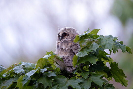 cute little owl in green leaves, Asio otus owlet
