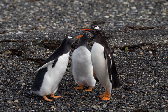 Gentoo penguins in Argentina, Martillo Island