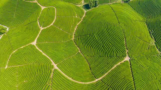 Aerial view of lush green tea plantation fields with winding paths in the countryside