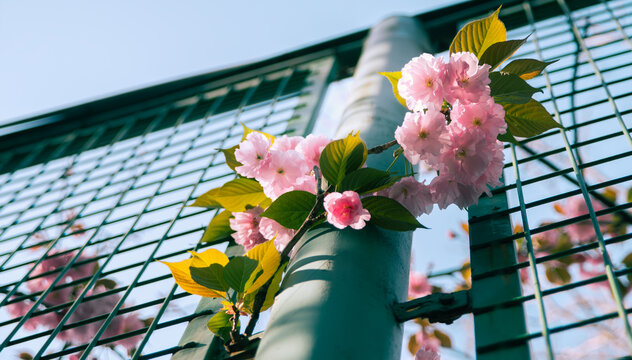 Pink Double Cherry Blossoms Blooming Through Green Mesh Fence in Spring, Low Angle View