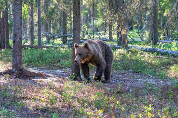 Wild brown bear (Ursus arctos) in a forest in Finland - selective focus © beataaldridge