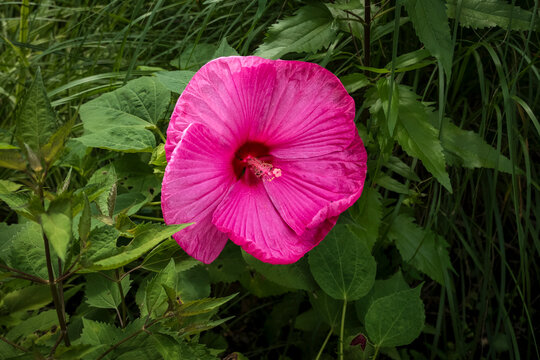 Vibrant pink hibiscus bloom fills the frame