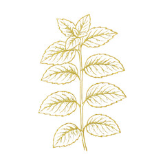 Fototapeta premium PNG Golden botanical leaf illustration