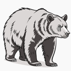 Obraz premium Vector illustration of a bear