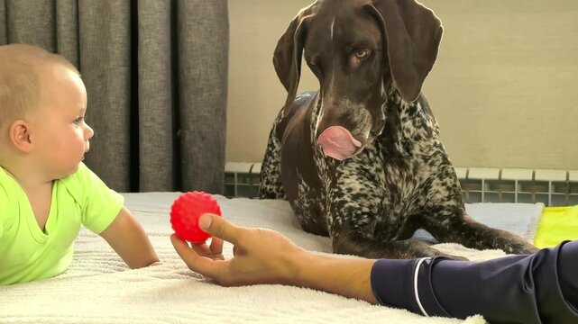 German Shorthaired Pointer dog rests calmly on a bed at home, peaceful pet lifestyle, domestic animal, canine relaxation, comfortable companion.