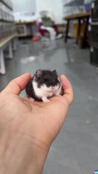 A cute small black and white dwarf hamster sitting peacefully in the palm of a person's hand