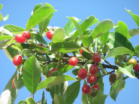 Red ripe goumi berries hanging on a branch with green leaves outdoors