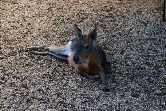 Relaxed Patagonian Mara Resting on the Ground in its Habitat