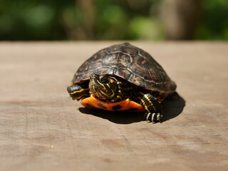 Fototapeta premium Close-up of wild eastern box turtle walking on wooden plank in natural sunlight
