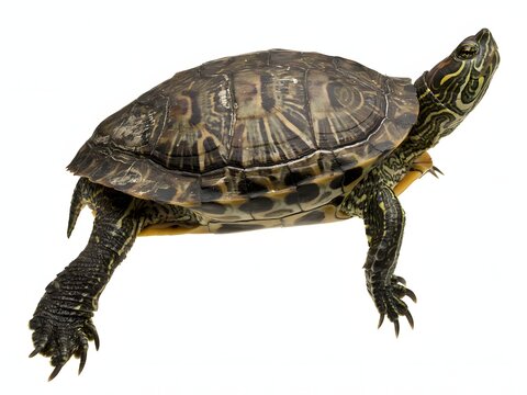 Close-up portrait of a mature wild snapping turtle walking on white background