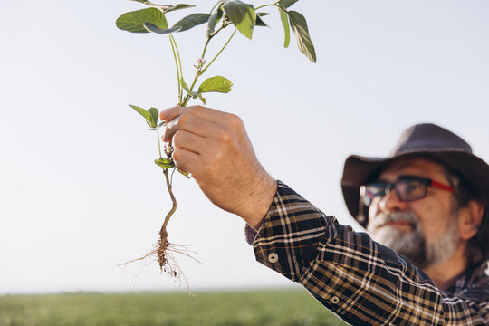 Agronomist examining soybean plant with root system, studying crop health and sustainable agriculture practices