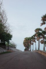 Fototapeta premium The view from the road leading up to Laem Phromthep is striking, featuring a row of palmyra palm trees