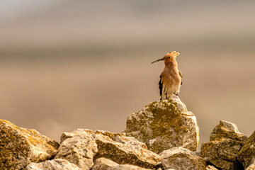 Eurasian Hoopoe Perched on a Lichen Covered Rock © Agustin