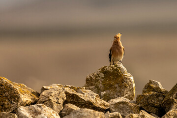 Eurasian Hoopoe Perched on a Lichen Covered Rock © Agustin