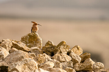 Eurasian Hoopoe Perched on a Lichen Covered Rock © Agustin