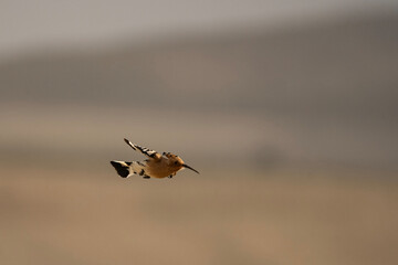 Eurasian Hoopoe Flying with Wings Extended in Natural Habitat © Agustin
