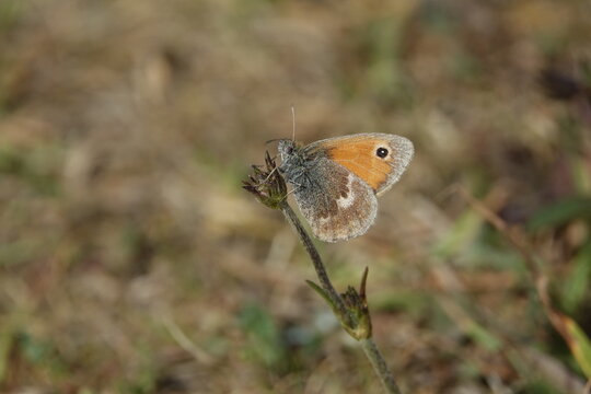 the small heath butterfly (Coenonympha pamphilus)