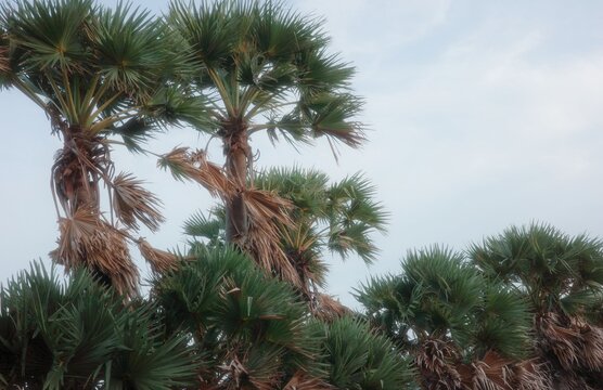 The toddy palm tree is a large palm tree with a single, upright, and strong trunk