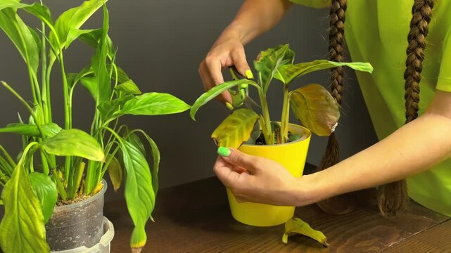 Plant owner cuts an unhealthy leaf during houseplant care indoors, pruning routine, plant maintenance, healthy growth, home gardening.