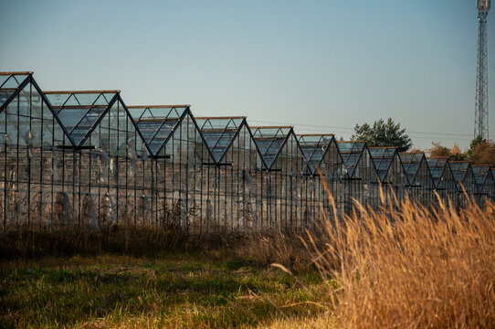 Abandoned old industrial glass greenhouse with dry dead plants and withered crops