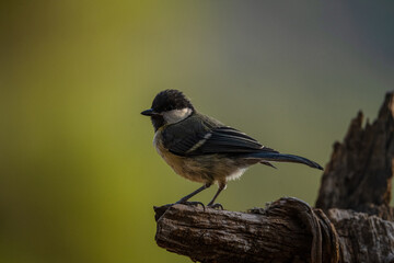 Coal Tit Perched on a Dry Branch with Green Background © Agustin