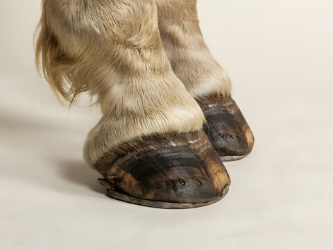 Close-up of horse hooves wearing protective rubber shoes on white background