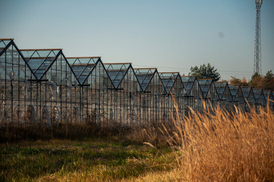 Abandoned old industrial glass greenhouse with dry dead plants and withered crops