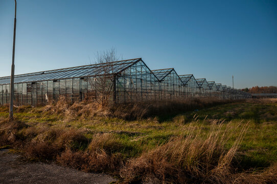 Abandoned old industrial glass greenhouse with dry dead plants and withered crops