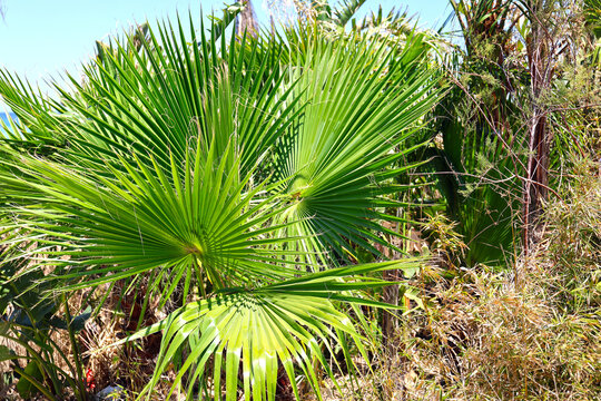 Washingtonia robusta palm.
