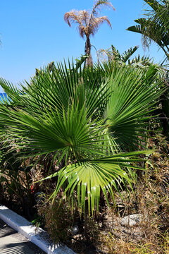 Washingtonia robusta palm.