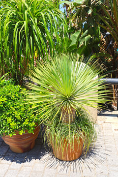 Palm.