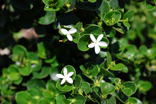 Madagascar jasmine.