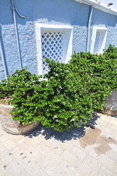 Madagascar jasmine.
