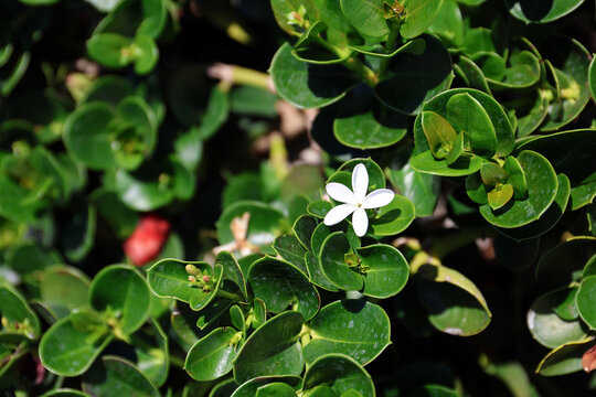 Madagascar jasmine.