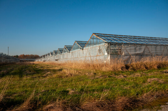 Abandoned old industrial glass greenhouse with dry dead plants and withered crops