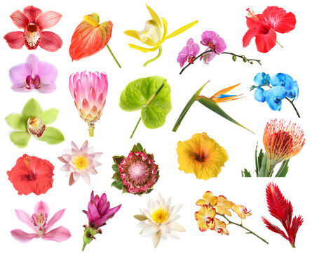 Various bright tropical flowers isolated on white, set